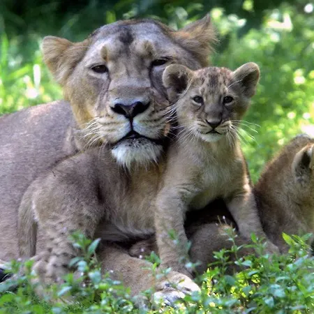 Le Panorama Du Murat Mulhouse 68 Haut-rhin Alsace Saint-louis Daire Riedisheim